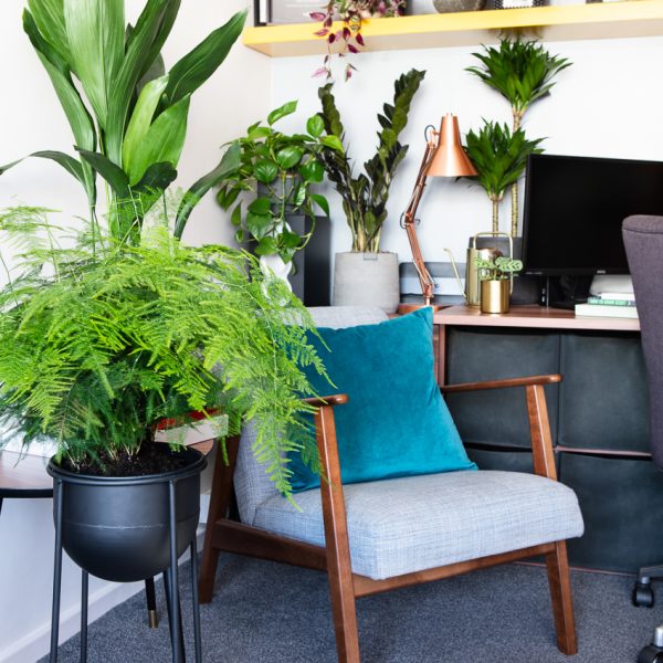 The Houseplants You Need For Your Home Office